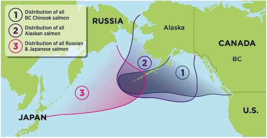 Killer Whales, Chinook Migration Patterns, UBC Whale Study & More: What's The Connection?