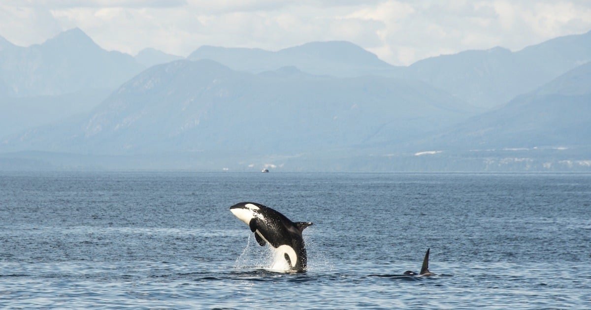 Killer whale breaching the surface of the water with mountains in the background, showcasing its distinctive black and white coloration.
