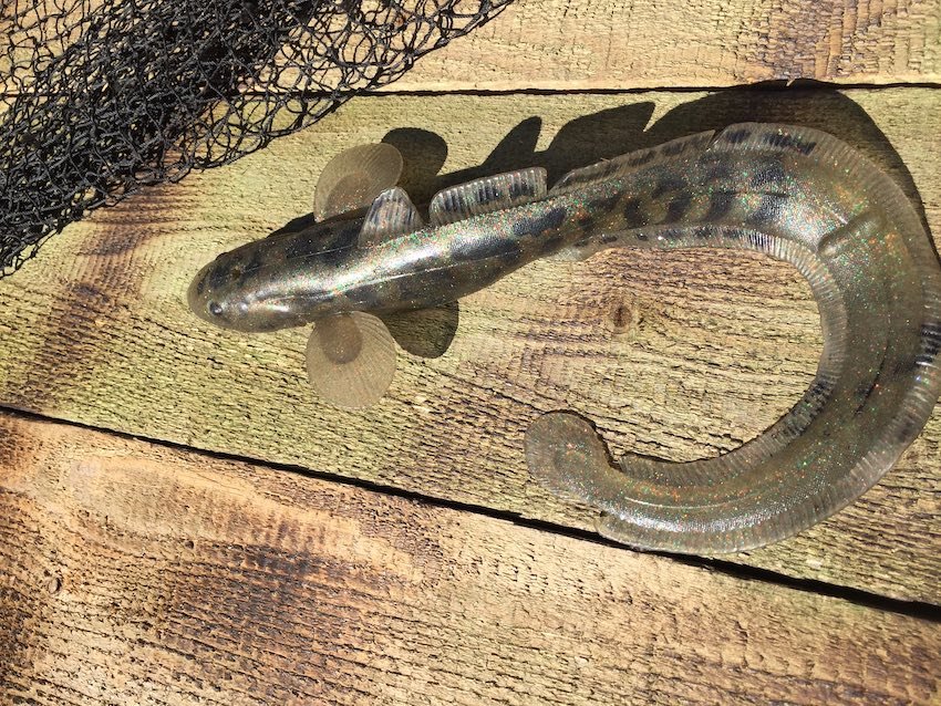 Lingcod Fishing with Swimbaits