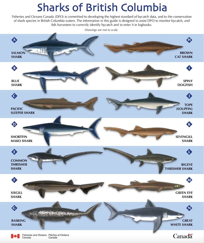 Creature Feature: Basking Shark