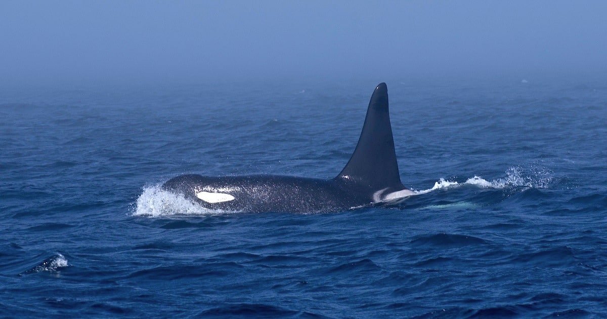 Southern Resident Killer Whale swimming in the ocean, partially submerged with a prominent dorsal fin visible above the water.