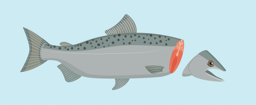 Ike-Jime & Shinkei-Jime: Delay Rigor Mortis and Dispatch Fish Humanely