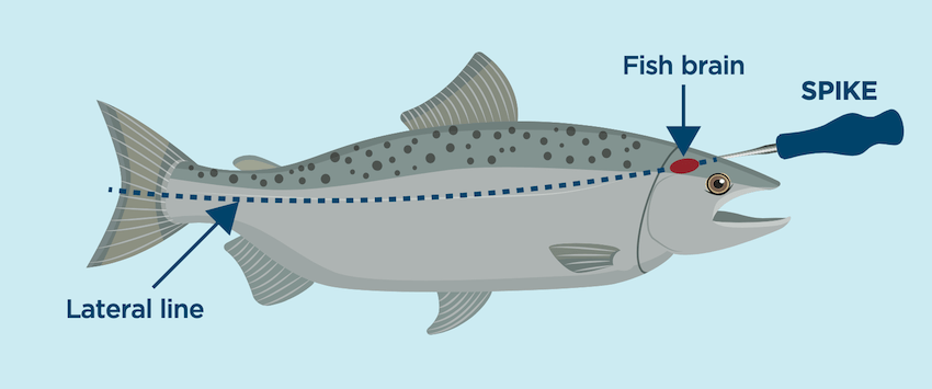 Ike-Jime & Shinkei-Jime: Delay Rigor Mortis and Dispatch Fish Humanely