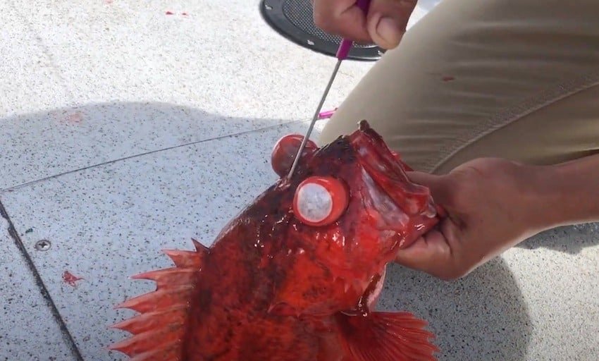 Ike-Jime & Shinkei-Jime: Delay Rigor Mortis and Dispatch Fish Humanely