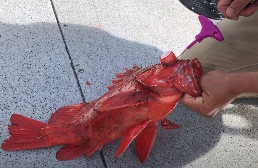 Ike-Jime & Shinkei-Jime: Delay Rigor Mortis and Dispatch Fish Humanely