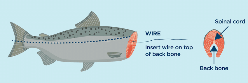 Ike-Jime & Shinkei-Jime: Delay Rigor Mortis and Dispatch Fish Humanely