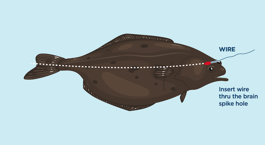 Ike-Jime & Shinkei-Jime: Delay Rigor Mortis and Dispatch Fish Humanely