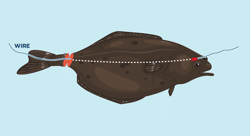 Ike-Jime & Shinkei-Jime: Delay Rigor Mortis and Dispatch Fish Humanely