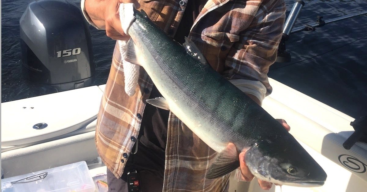 Freshly caught Sockeye salmon from the Alberni Inlet