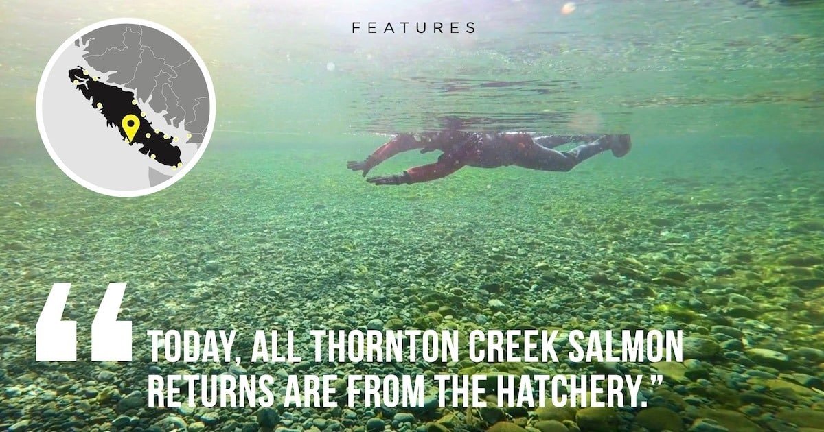 Individual conducting a swim survey for adult salmon in the Toquaht River, underwater view showing clear water and pebbled riverbed.