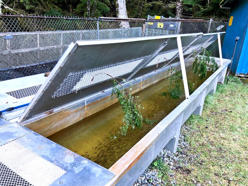 Thornton Creek: A Small Community Hatchery With Big Goals