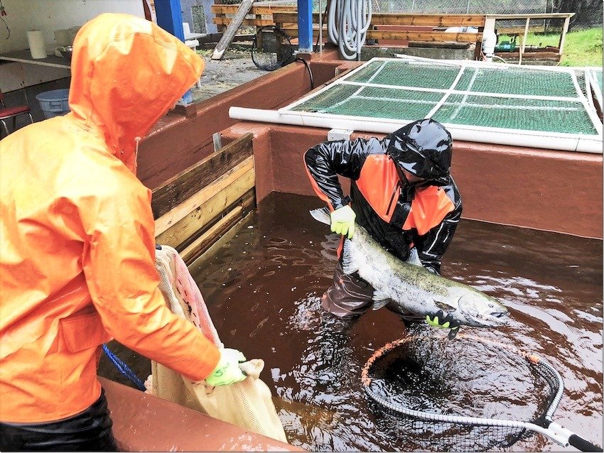 Thornton Creek: A Small Community Hatchery With Big Goals