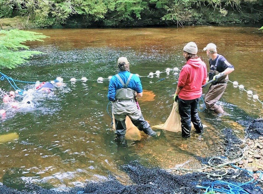 Thornton Creek: A Small Community Hatchery With Big Goals