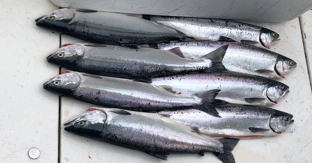 Six sockeye salmon arranged in a row on a flat surface, showcasing their shiny scales and distinctive coloration.