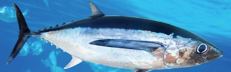 Creature Feature: Pacific Albacore Tuna