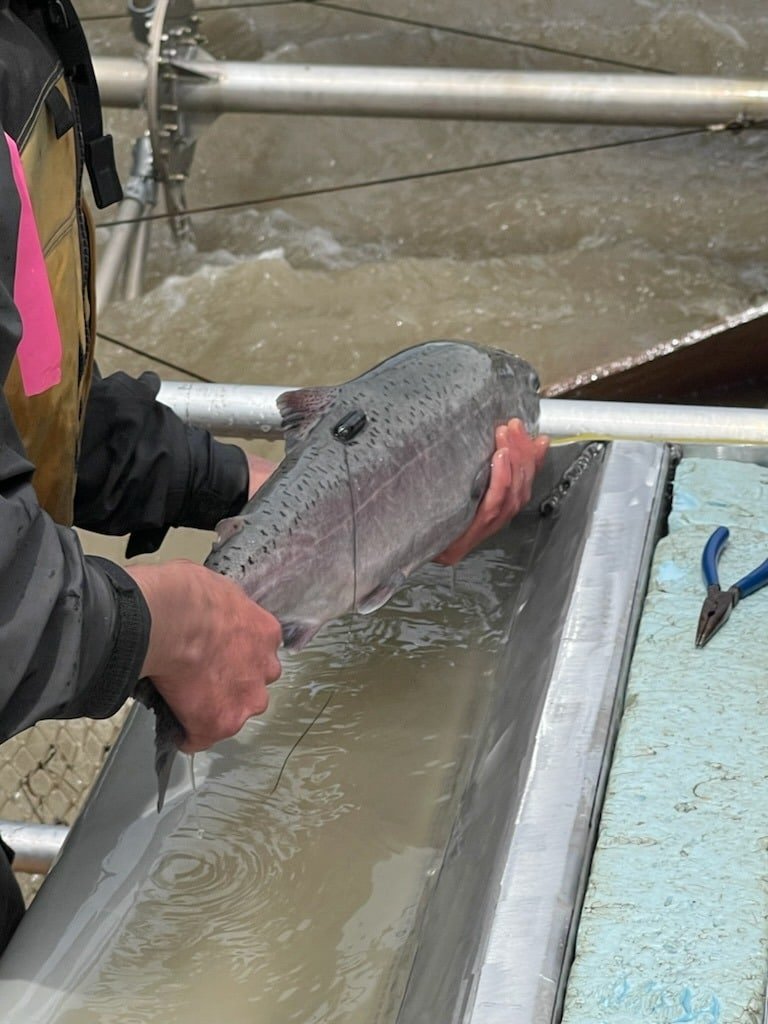 The State of Salmon at the Big Bar Slide