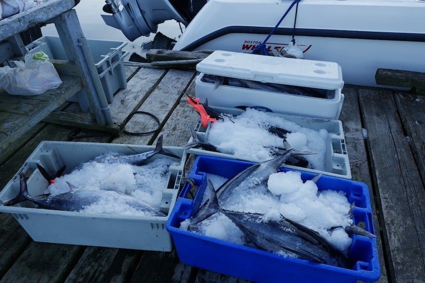 Creature Feature: Pacific Albacore Tuna