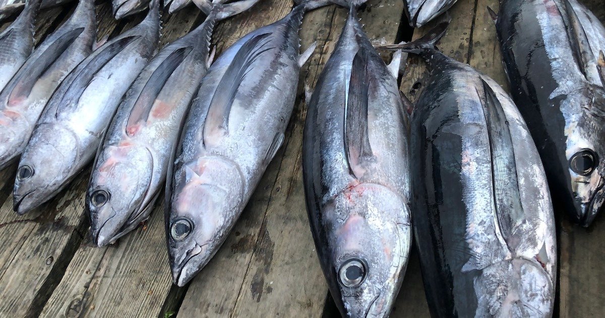 Several albacore tuna arranged on a wooden surface, showcasing their streamlined bodies and distinct coloration.