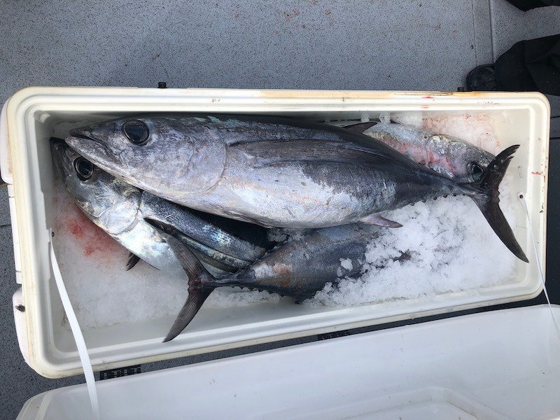 Getting Ready for Albacore Tuna Fishing in BC Waters