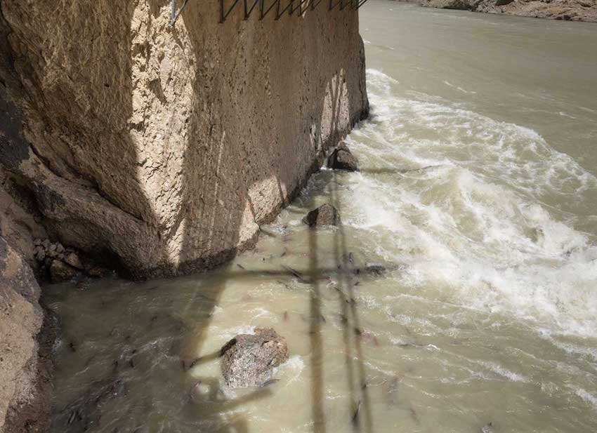 The State of Salmon at the Big Bar Slide