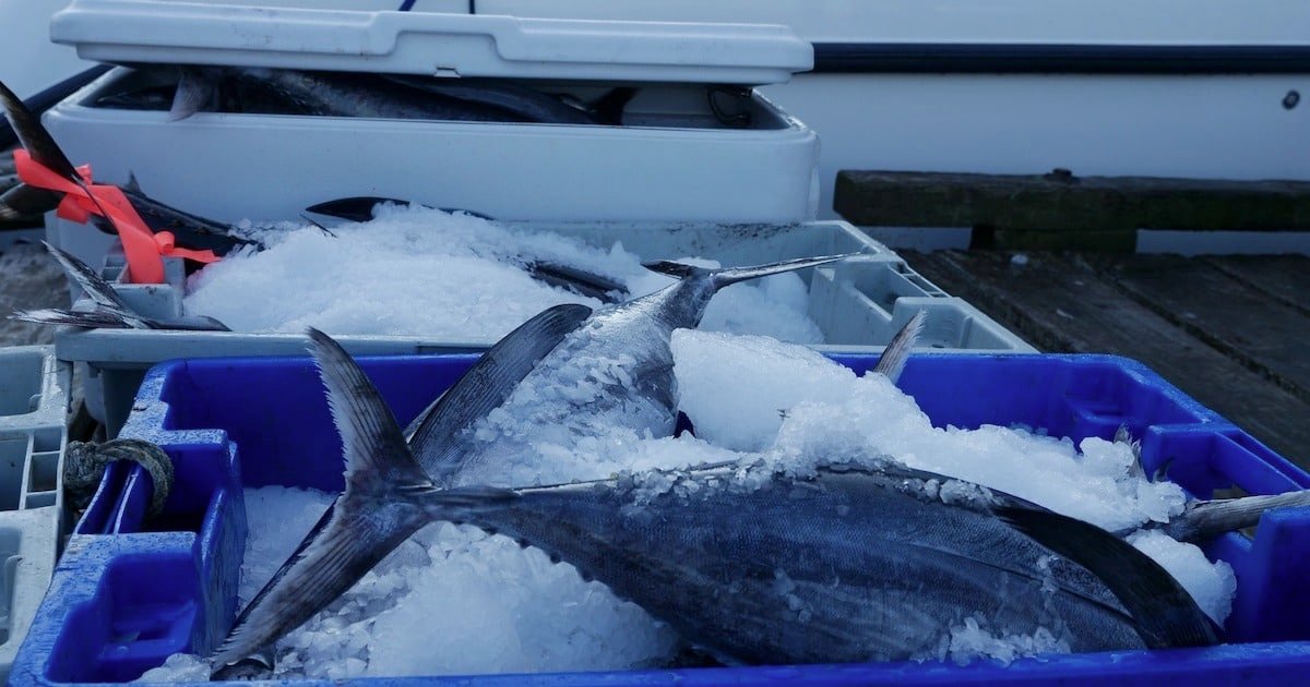 Blue crates filled with ice and freshly caught fish, showcasing the catch from a fishing expedition.