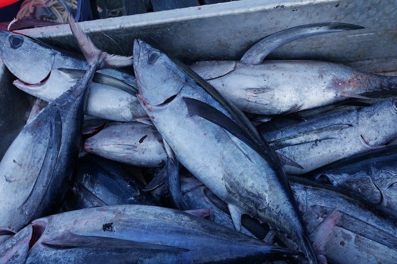 Getting Ready for Albacore Tuna Fishing in BC Waters