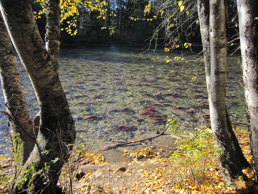 What Happened to the 2022 Fraser River Sockeye Runs?