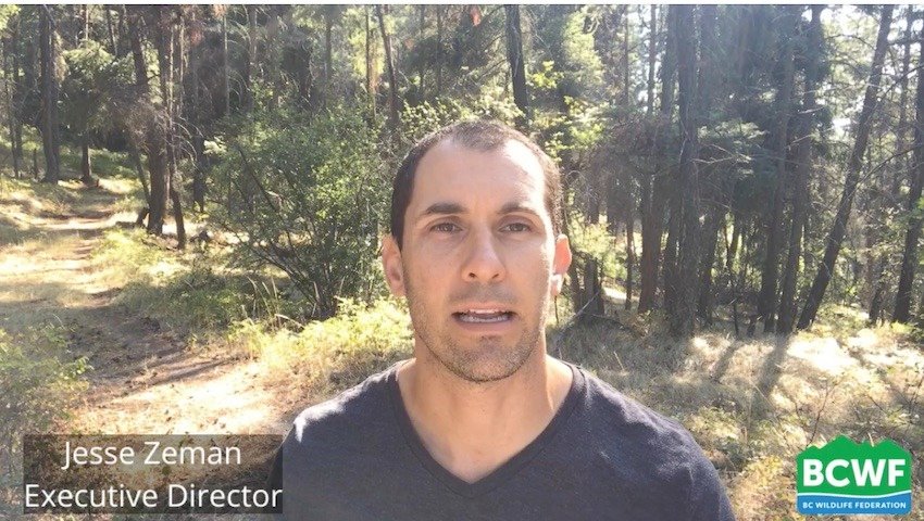 What Happened to the 2022 Fraser River Sockeye Runs?