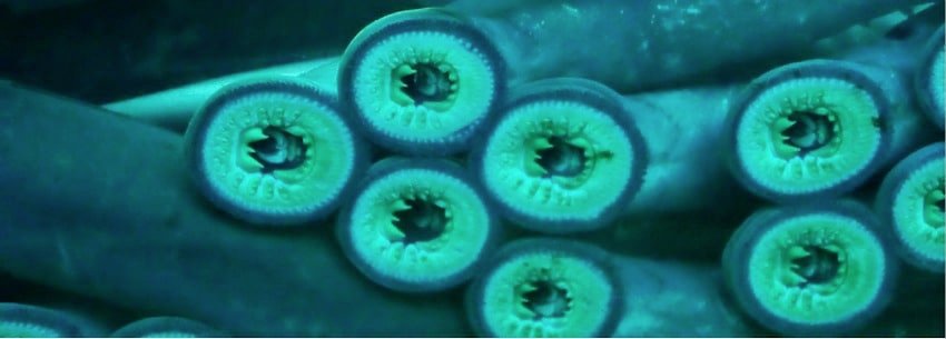 Creature Feature: Pacific Lamprey