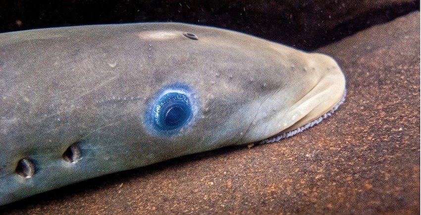 Creature Feature: Pacific Lamprey