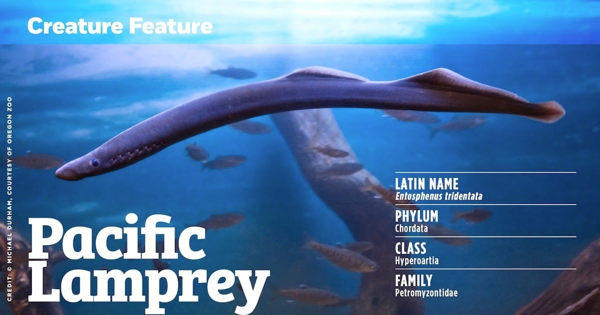 Pacific lamprey swimming in water, with details on its Latin name, phylum, class, and family displayed in the foreground.