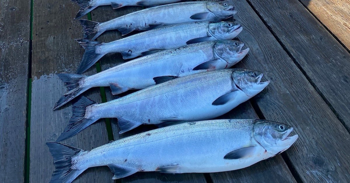 Six chum salmon arranged in a straight line on a wooden surface, showcasing their silver skin and distinct fins.