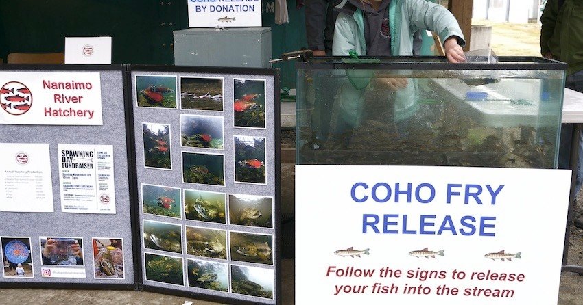Display board with information about Coho fry release at Nanaimo River Hatchery, featuring images of fish and instructions for releasing fish.