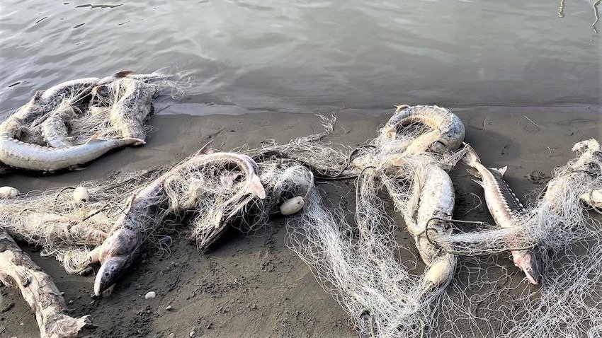 BC Entrepreneur Modernizes Salmon Trap Technology