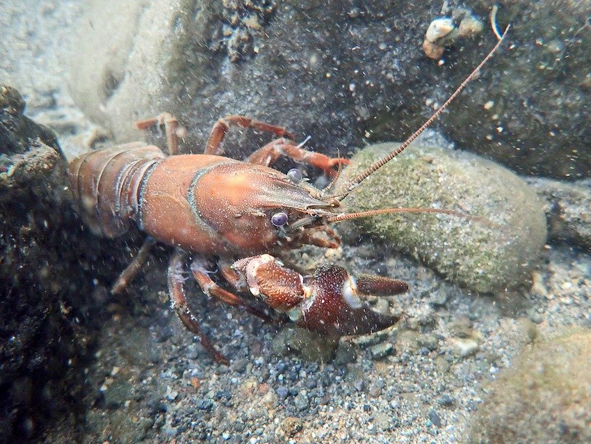 River Cleanup: Tackle Salvage
