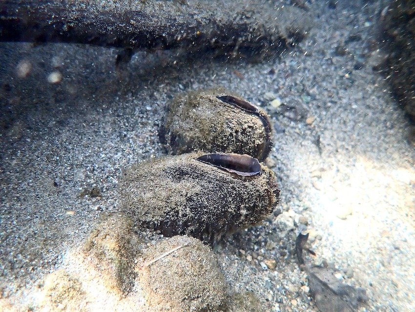 River Cleanup: Tackle Salvage