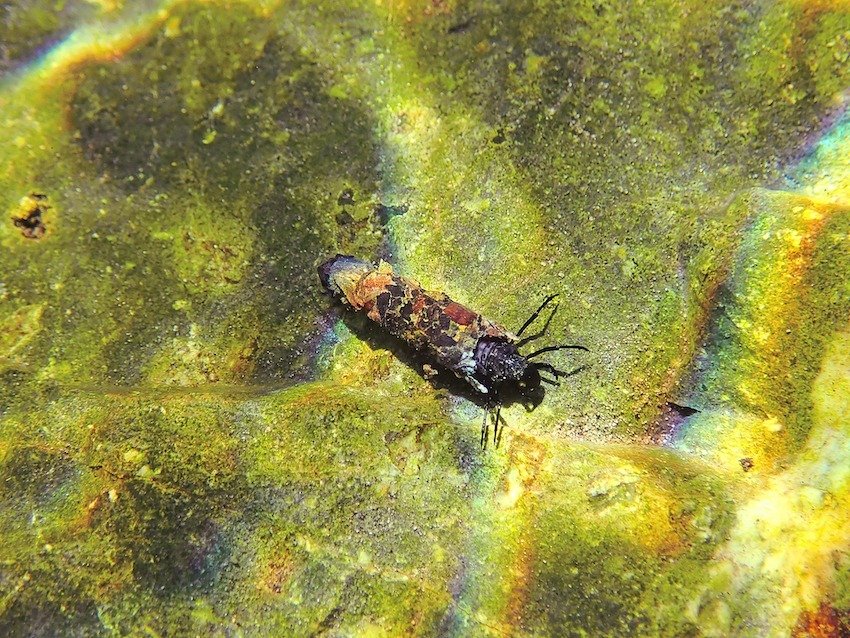 River Cleanup: Tackle Salvage