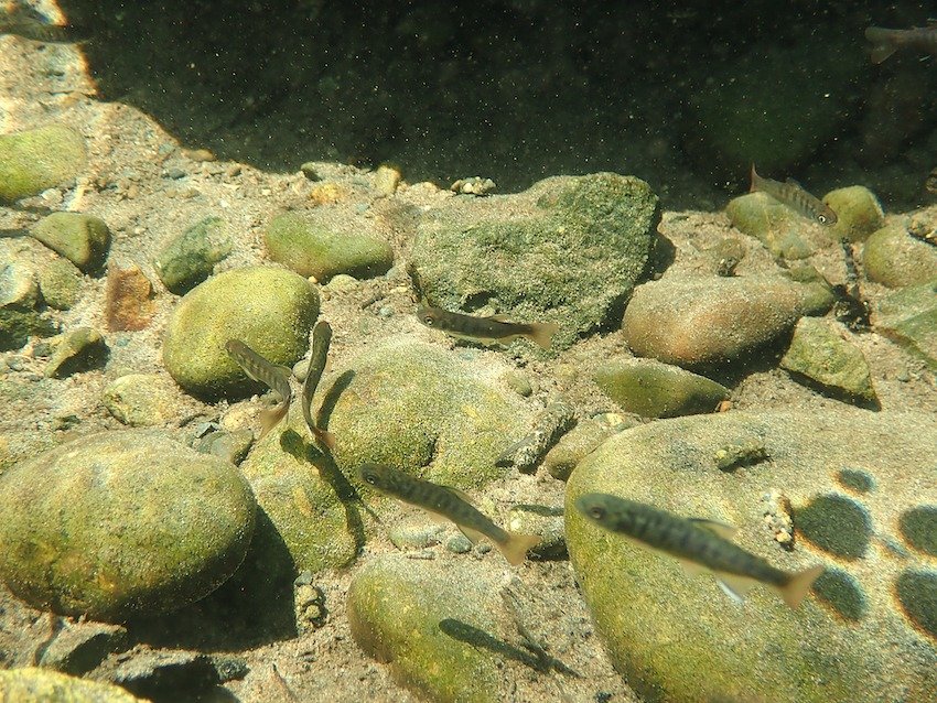 River Cleanup: Tackle Salvage