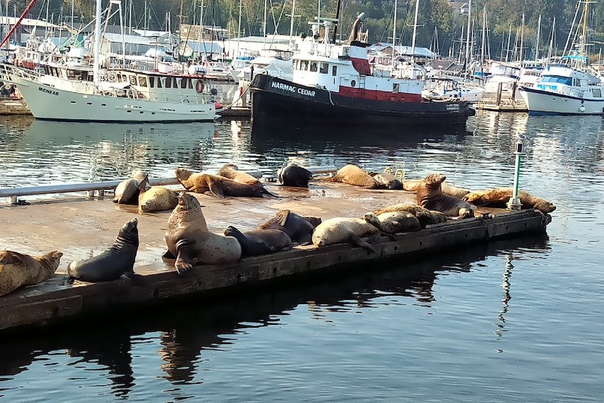 The Solution for Problem Seals, Sea Lions, and Salmon