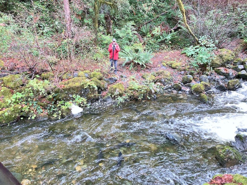 The Solution for Problem Seals, Sea Lions, and Salmon