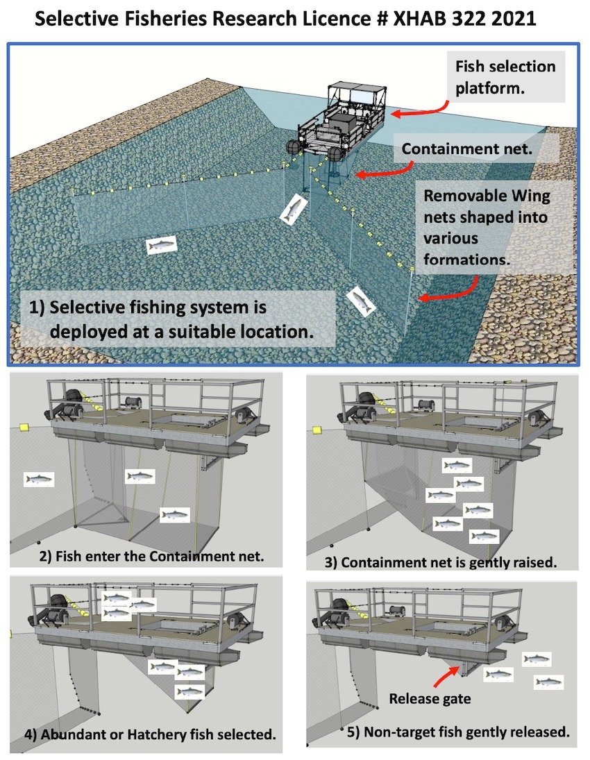 BC Entrepreneur Modernizes Salmon Trap Technology