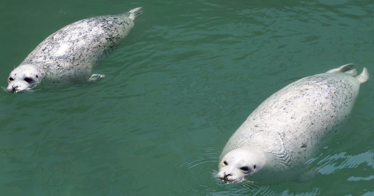 Two harbor seals swimming in clear water, displaying their spotted gray and white fur patterns.