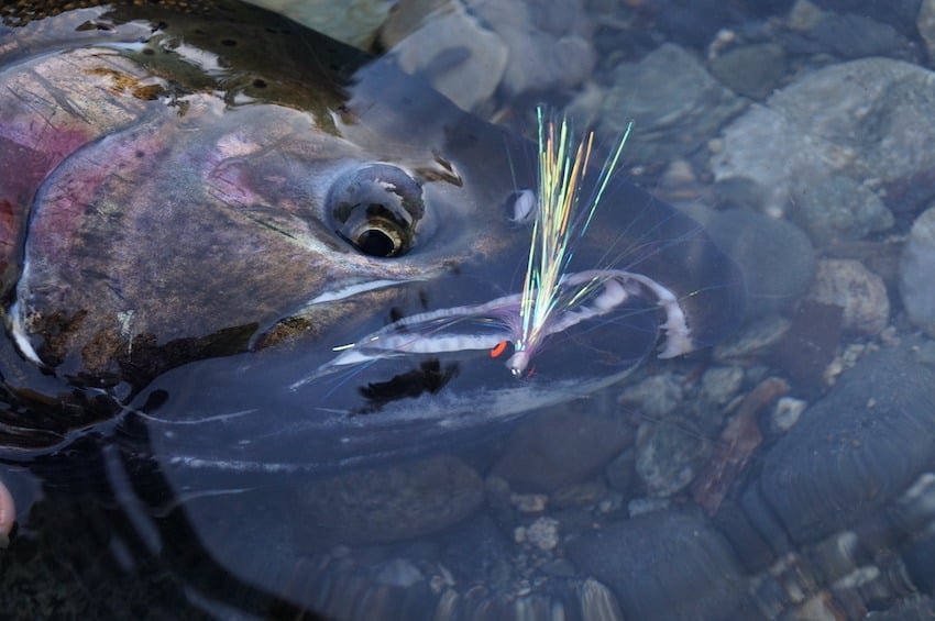 How To Tie the Coho Clouser Fly