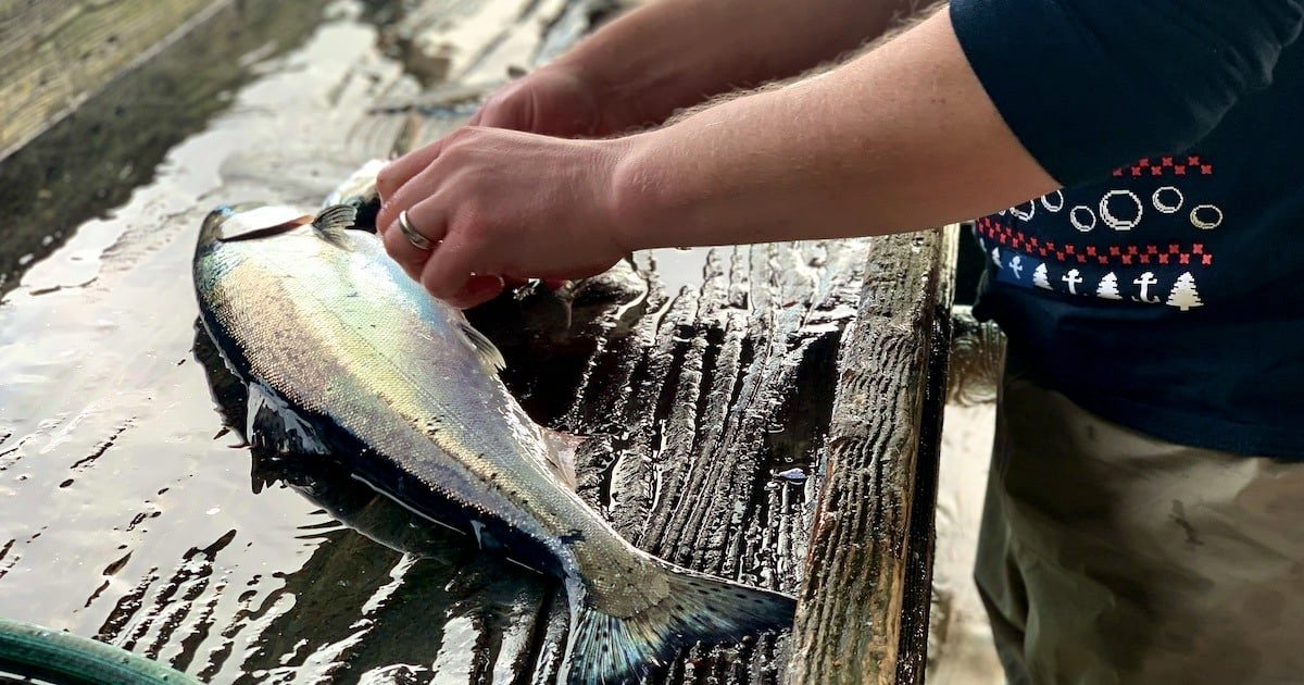 Person handling a freshly caught fish on a wooden surface, with water droplets visible on the fish and the surface.