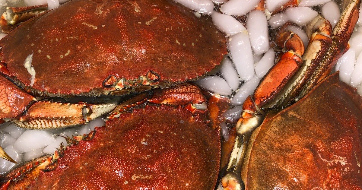 Effective crabbing tips for Vancouver Island and Puget Sound