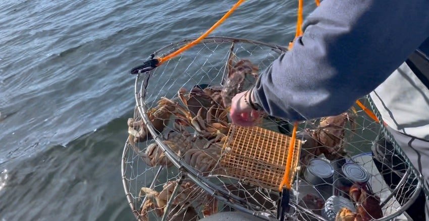 Getting Crabs Into Your Trap