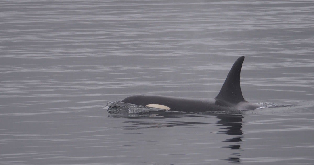 Orca whale swimming in calm waters, with a prominent dorsal fin visible above the surface.