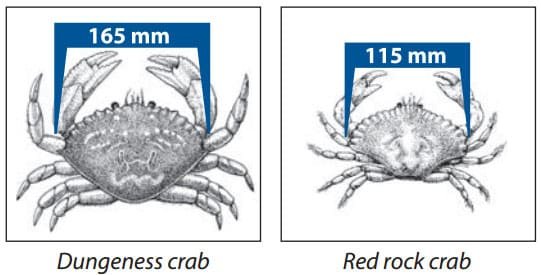 Dungeness and Red Rock crab identification and crabbing tips