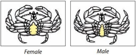 Getting Crabs Into Your Trap