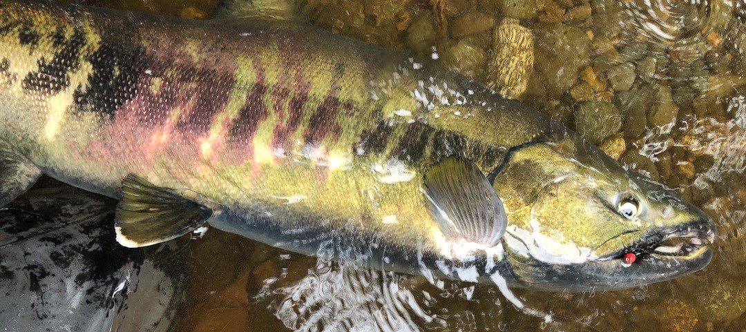 How to Tie the Egg-Sucking Wooly Bugger Fly